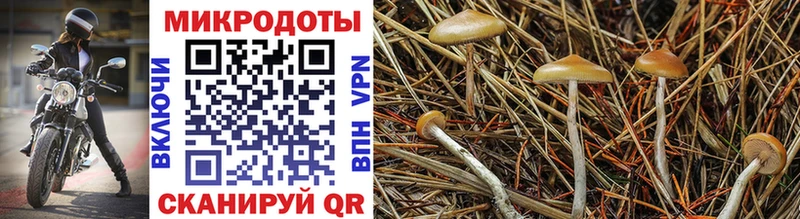 Купить  Гудермес  Псилоцибиновые грибы MAGIC MUSHROOMS 